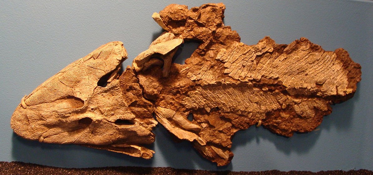 Tiktalik, the oldest tetrapod fossil yet found.