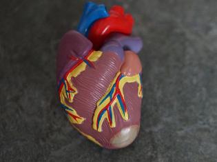 A sculpture of an anatomically correct human heart.