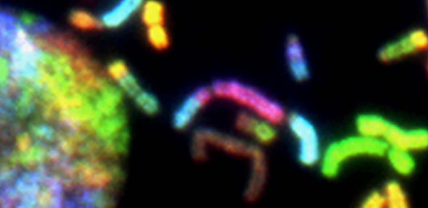 micro-organisms under a microscope