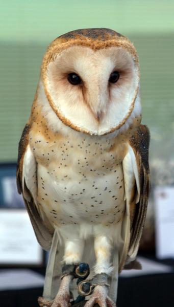 Snowy Owl