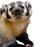 photo of Tonka the Badger