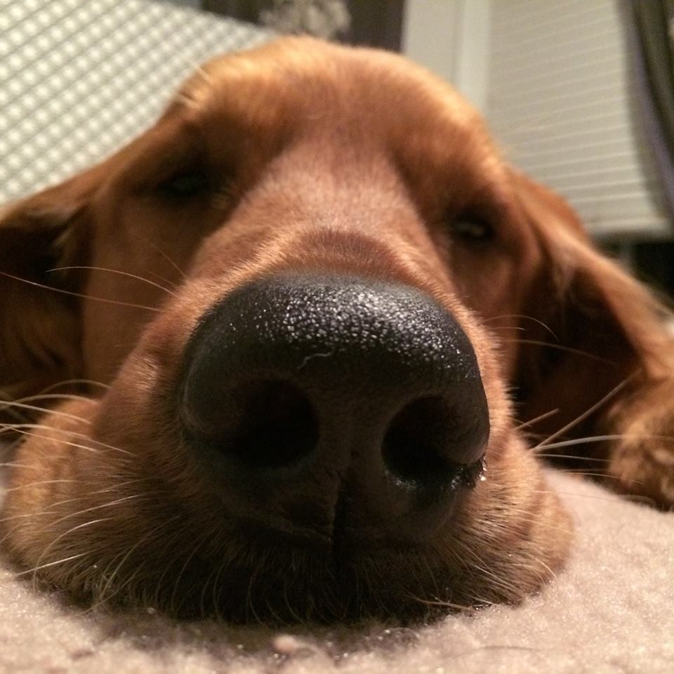 Nose