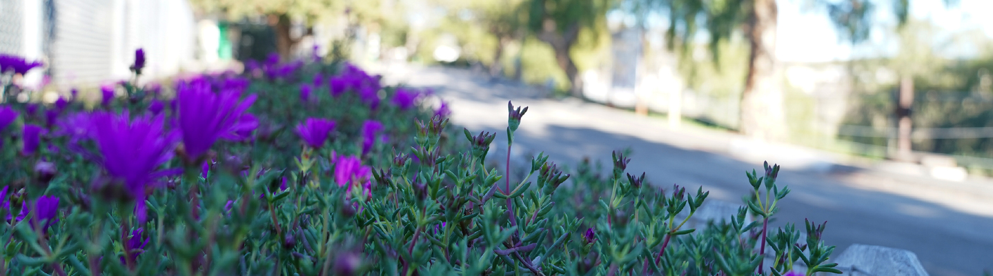 flowers on moorpark campus