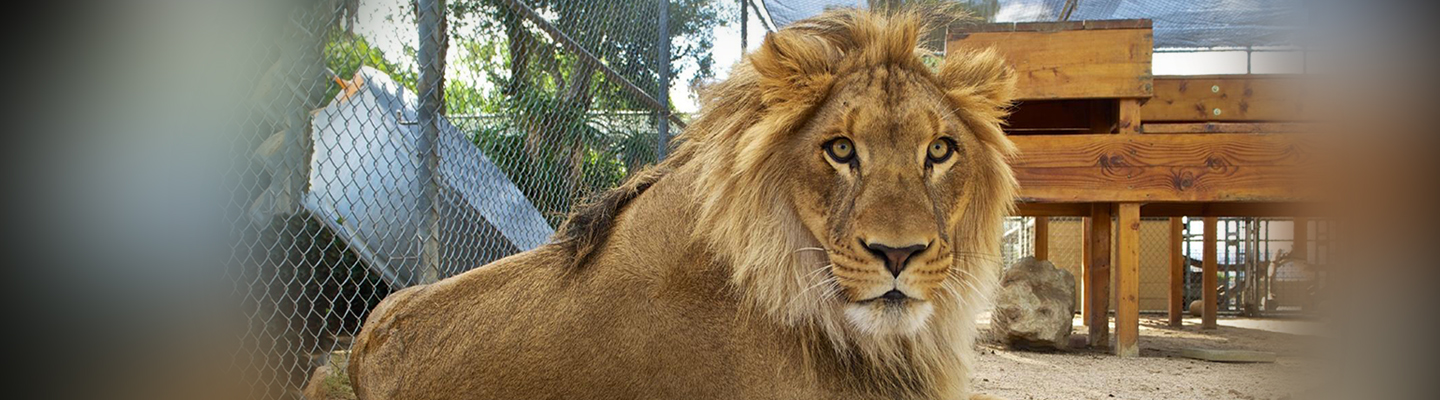 A large lion rests in a fenced pay area at the Moorpark College zoo