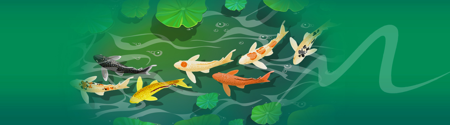 Cultural Competency Koi fish pond with colorful fish