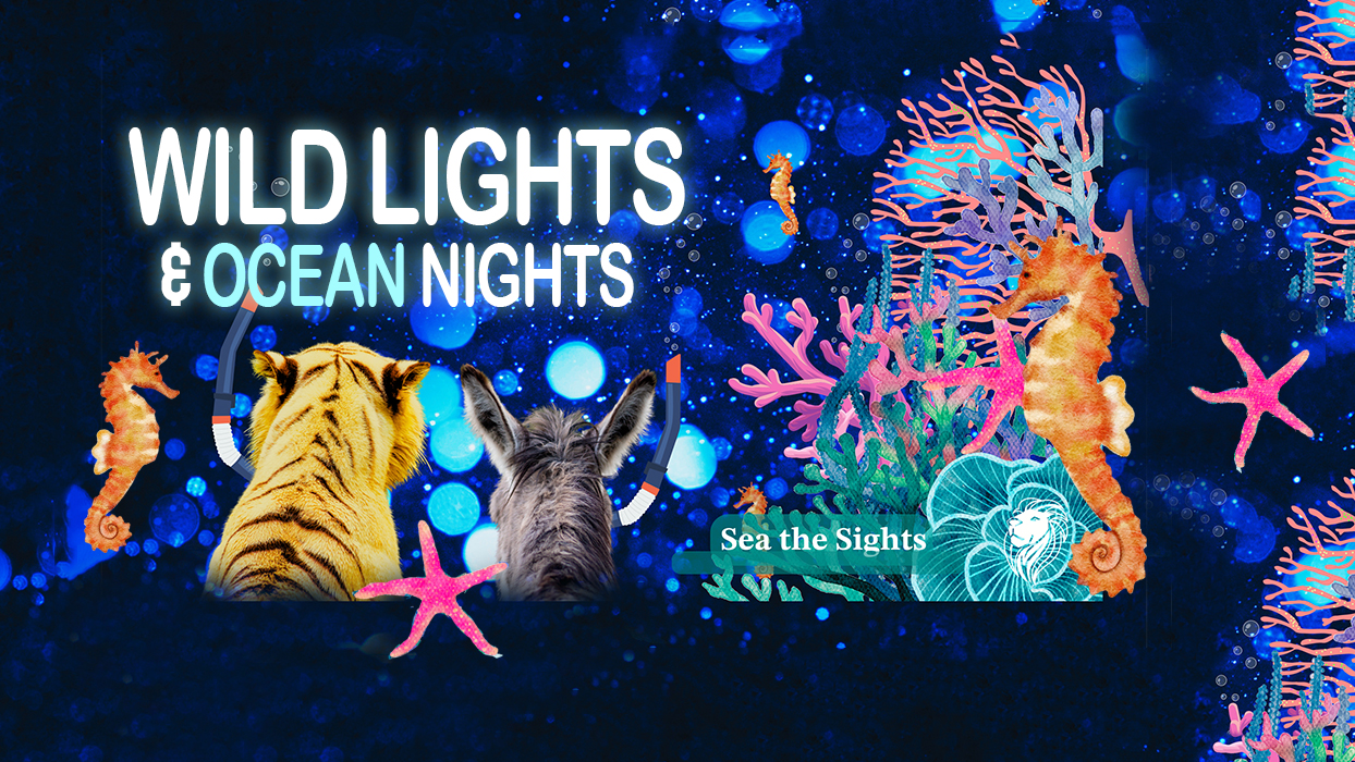 fun ocean image for wild lights event
