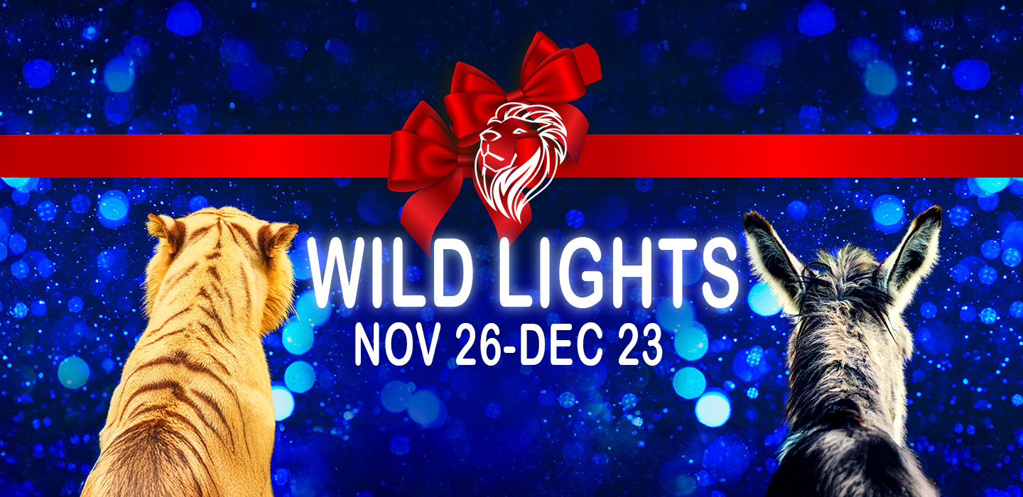 animals looking at stars