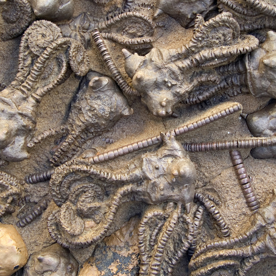 Crinoids, a very common invertebrate fossil from the Paleozoic