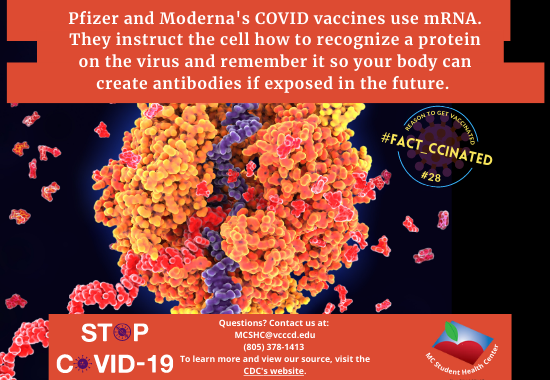 Pfizer and Moderna's COVID vaccines use mRNA. They instruct the cell how to recognize a protein on the virus and remember it so your body can create antibodies if exposed in the future. Questions? Contact us at:  MCSHC@vcccd.edu (805) 378-1413  To learn more and view our source, visit the CDC's website.