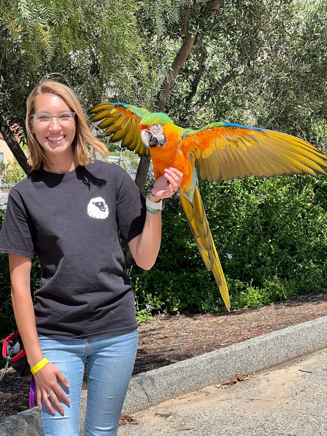 Salsa, the Catalina macaw, and trainer Alyssa Phelps out for their daily walk at America's Teaching Zoo at Moorpark College.