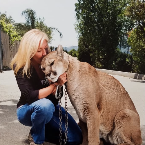 Mara giving Spirit the Mountain Lion a Kiss on the head.