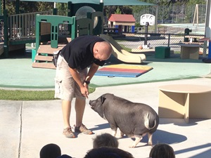 pig doing tricks