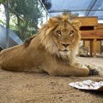 Ira the lion at Moorpark College's America's Teaching Zoo. 