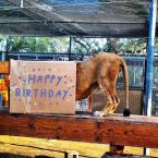 Ira the lion inspecting a box that says Happy Birthday.