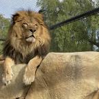 Ira the Lion at America's Teaching Zoo at Moorpark College