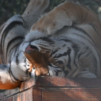 tiger rolling on his back