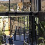 Young boy looks up at tiger in new Rajah's Retreat habitat as the tiger also looks down at him from a bridge above the guest walkway