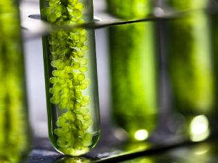 Green organic material in a test tube.