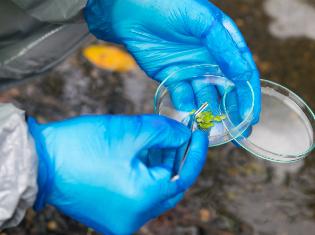 Gloved hands holding a petri dish with organic material in it.
