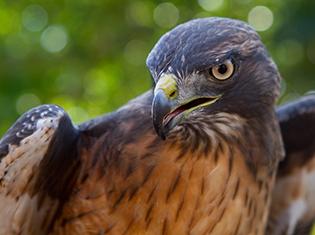 Eatm Eagle looks left