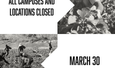 Farmworkers harvesting crops in a field, shown in black and 