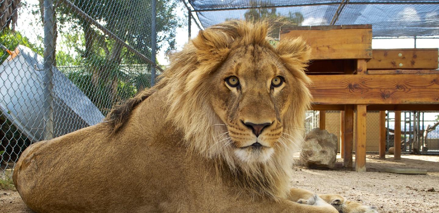 Lion resting in the play yard