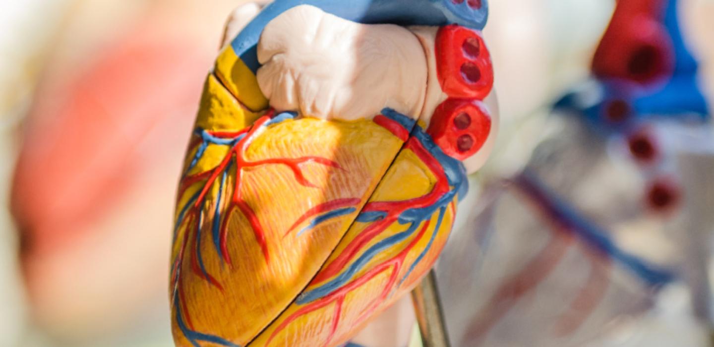 model of a human heart used for teaching