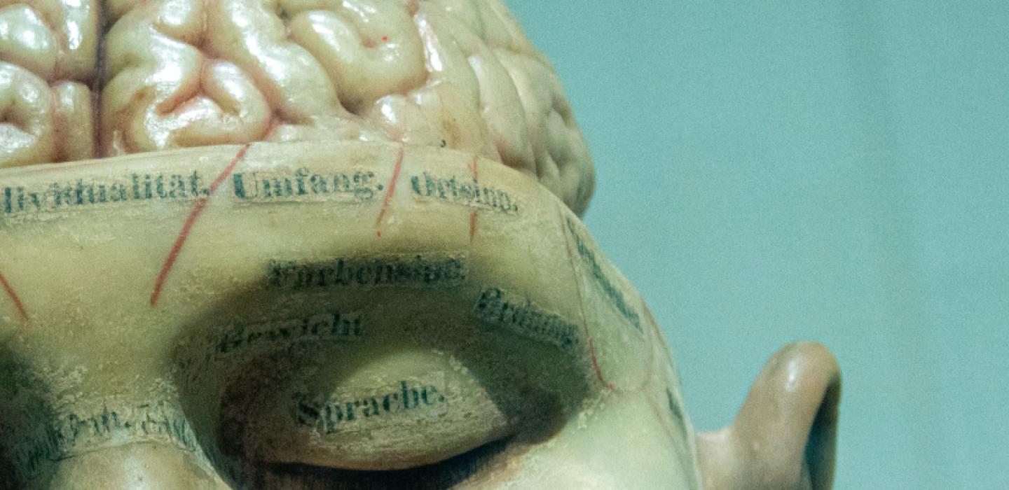 model of a head with brain exposed