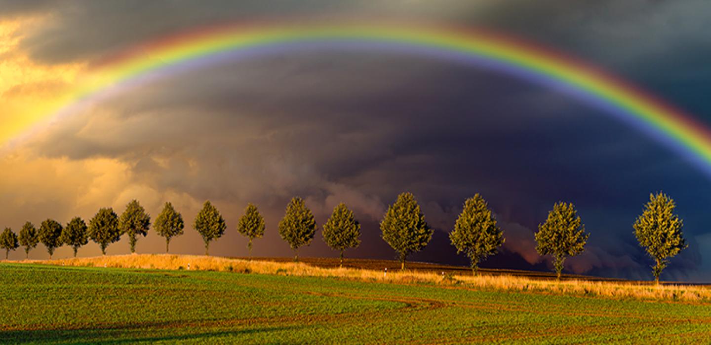 Rainbow across stormy sky over green field with row of trees