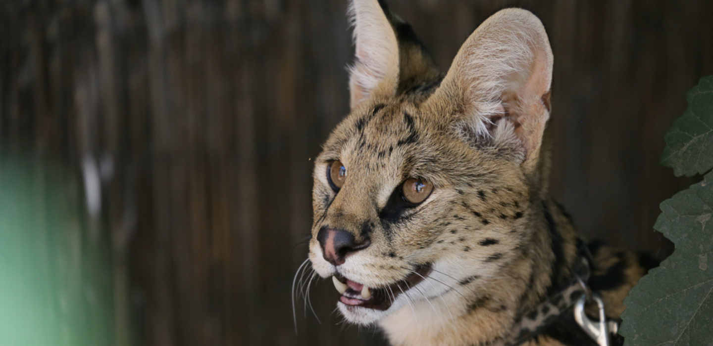 Picture of serval from America's Teaching Zoo