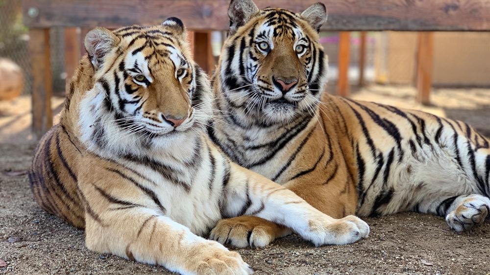 tigers