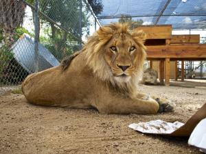Ira the lion at Moorpark College's America's Teaching Zoo.