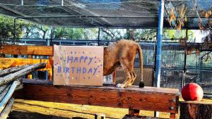 Ira the lion inspecting a box that says Happy Birthday.