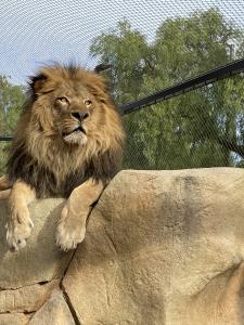 Ira the Lion at America's Teaching Zoo at Moorpark College