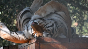 tiger rolling on his back