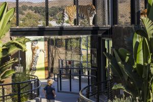 Young boy looks up at tiger in new Rajah's Retreat habitat as the tiger also looks down at him from a bridge above the guest walkway